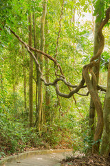 Fototapeta premium Twisted tropical tree root in forest, Phuket, Thailand
