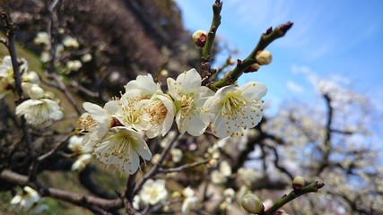 梅の花