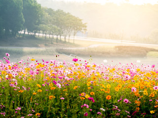 cosmos flower field on mountain
