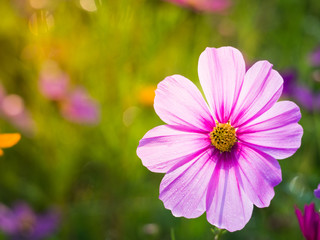 Obraz premium cosmos flower field on mountain