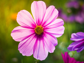 cosmos flower field on mountain