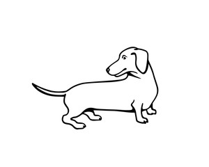 Hand drawn dachshund