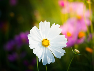 cosmos flower field on mountain