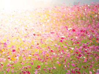 cosmos flower field on mountain
