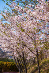 frühling in Korea