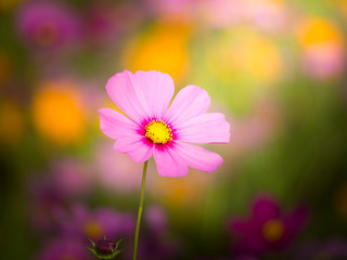 cosmos flower field on mountain