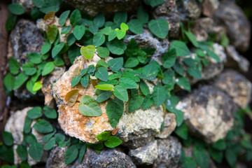 Old stone wall with leaves and moss