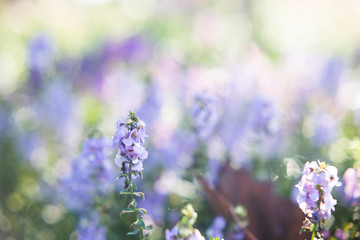 Naklejka premium Spring background,The little purple flowers in the morning