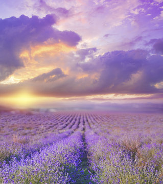Beautiful image of lavender field over summer sunset landscape.