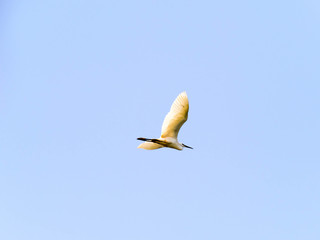 Ardea alba bird