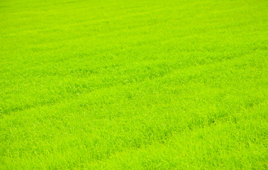 Obraz na płótnie Canvas Rice field in Southern part of Thailand