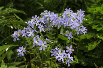 Blue Phlox in the spring garden.