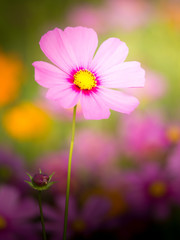 cosmos flower field on mountain