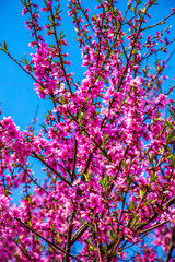 frühling in Korea