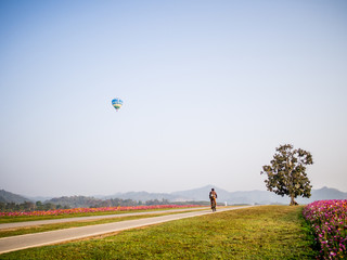 cosmos flower field on mountain