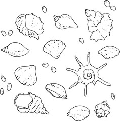 vector black white contour sketch of sea shells sketch