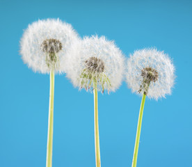 Dandelion flower on sky background. Object isolated on blue. Spring concept.
