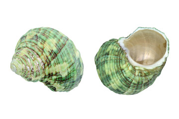 Green Sea shells isolated on white