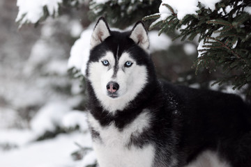 Obraz premium Beautiful dog Siberian husky portrait outdoors