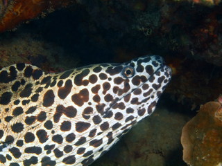 Moray eel