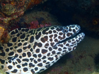 Moray eel