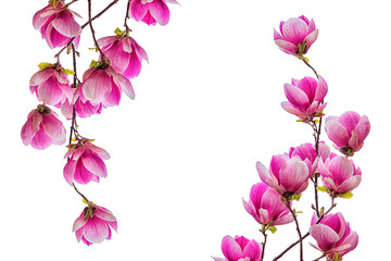 Naklejka premium Magnolia flower blossom isolated on white background