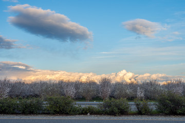 Plum Trees