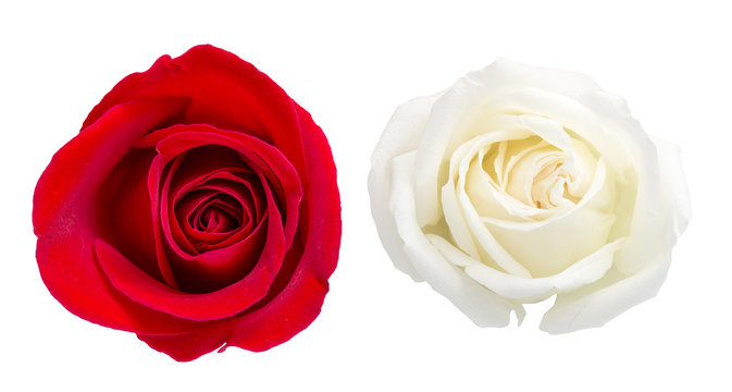 Top view for red and white rose isolated on white