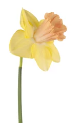 Peel and stick wall murals Narcissus daffodil flower isolated
