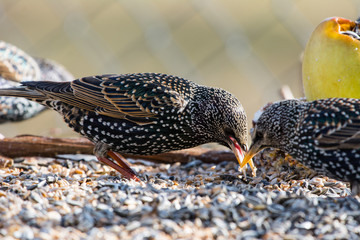 Stare an Vogelfütterung