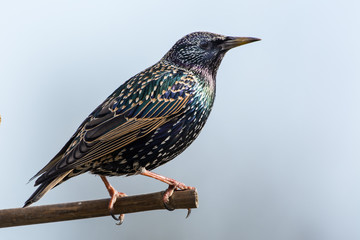 Star - Sturnus vulgaris im Prachtkleid