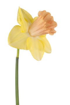 daffodil flower isolated