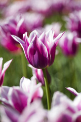 Obraz na płótnie Canvas Beautiful close up macro tulip