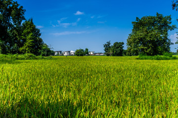 Thai agriculture