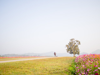 cosmos flower field on mountain