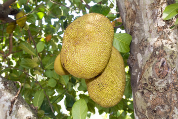 Ripe jackfruits on tree