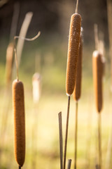 Beautiful broadleaf rushes in the marsh