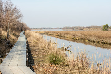 Obraz premium Scenic landscape of nature reserve park of river mouth of Isonzo