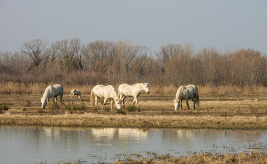 Beautiful Camargue horses in Natural reserve park of river Isonzo