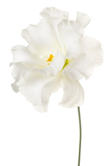 Obraz na płótnie Canvas eustoma flower isolated