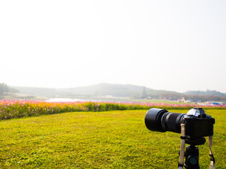 cosmos flower field on mountain