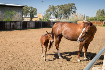 A brown mare and her foal at paddock