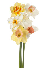 Fototapeta na wymiar daffodil flower isolated