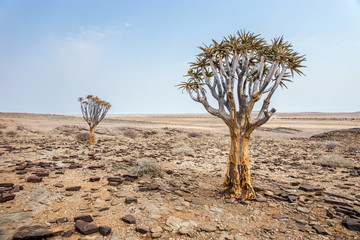 Desert landscape with quiver trees in Namibia.