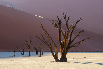Dead Camelthorn trees in Deadvlei at sunrise. Sossusvlei dunes, Namib Naukluft national park, Namibia.