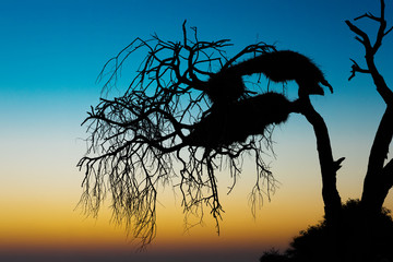 Sociable weaver nest silhouette in Okaukuejo, Etosha national park.