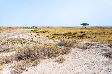 Etosha Pan and the open savanna plains of Etosha national park near Salvadora waterhole in the dry season. Namibia, Africa.