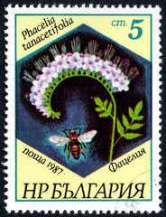 UKRAINE - CIRCA 2017: A stamp printed in Bulgaria, shows the image Phacelia and bee with the...