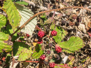 Blackberry