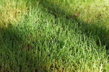 Morning dew on the green grass lawn